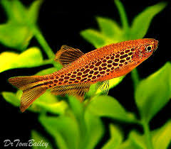 Pin On Fishies