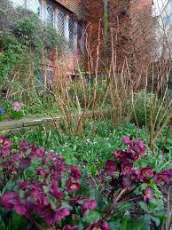 Through The Garden Gate Hydrangea Landscaping Outdoor Gardens Shade Plants