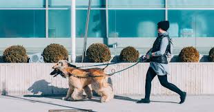 These memberships give you access to training courses for dog walker certification in addition to pet sitting insurance. How Much Do Dog Walkers Make All The Factors To Consider Care Com