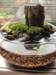 Water Terrarium Water Gardening Love The Moss And The Clear Water Showing Off The Rock Water Garden Plants Indoor Water Garden Water Terrarium