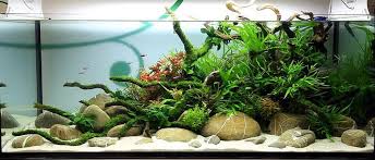 Lets See Your River Rock Scapes The Planted Tank Forum Aquascape Aquarium Sand Aquascape Aquarium