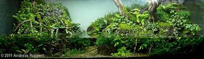 2011 Aga Aquascaping Contest Entry 173 Aquascape Planted Aquarium Beautiful Terrariums