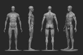 Male Ecorche Human Anatomy Reference 3d Model Obj Stl Mtl 5 Anatomy Reference Human Anatomy Anatomy