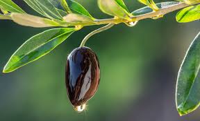 Comment Bien Choisir Son Huile D Olive