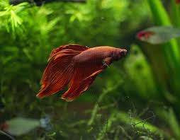 I have a betta with ember tetras, a docile schooling fish. Ember Tetra And Betta Compatible Tankmates Betta Source
