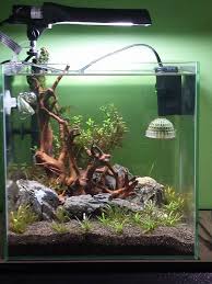 Bettafish Aquarium Fish Fishtank Tropicalfish Freshwater Bonsai Aquariumfreshwater Aquariumfish Tank Austra Aquascape Aquarium Aquascape Fish Tank