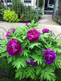 Violet Chinese Tree Peony Growing Peonies Easy Care Plants Shade Flowers