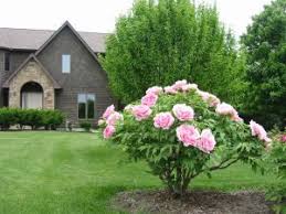 Peony Tree Peonies Garden Tree Peony Peonies