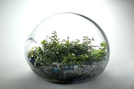 Beautiful Glass Terrarium Containers Large Terrariums For Sale Large Glass Terrarium Terrarium Glass Terrarium