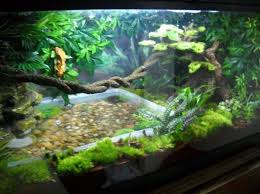 Pin By Travis Gardner On Enclosures Crested Gecko Habitat Reptile Habitat Gecko Habitat