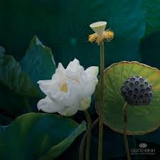Dqd By Duongquocdinh D5ag3oi Jpg 1024 1024 Beautiful Flowers Orchid Tree Lily Lotus