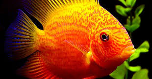 Regular Severum Buy Neotropical And South American Cichlids At Aquariumfish Net A Cichlid Dealer Aquarium Fish Tropical Fish American Cichlid