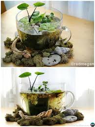 Tea Cup Water Terrarium Diy Mini Fairy Terrarium Garden Ideas Water Gardens Diy Indoor Water Garden Plants