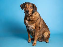 **the aspca is committed to prioritizing the health and safety of the community, the animals in our care and our staff, and we are keeping a close eye on developments related to the we are currently offering remote adoptions in both los angeles and new york city. Adopt A Pet Koko And More In Phoenix Area Shelters This Week