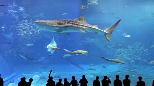Relaxing Sounds Of An Aquarium With Soothing Music 2 Hours Relaxing Music Ocean Animals Underwater