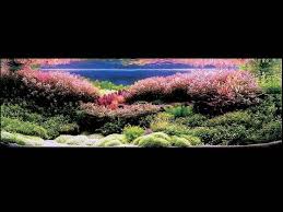 Decorazione Originale Acquario 17 Idee Fantastiche Per Decorare L Acquario Aquascaping Idee Acquario Decorazioni Acquario