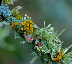 Jim Mcculloch Lichens On A Dead Twig In My Yard In Austin We Have Had A Lot Of Rain And The Lichen Fruiting Bodies Have Plants Lichen Moss Beautiful Nature