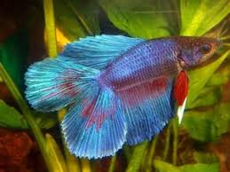 If you're able to go to a betta show or a find a betta breeder/importer you may come across one. Bettas Double Tail Betta Multi Colored The Ifish Store