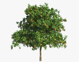 Orange Tree 3d Model Orange Tree Tree 3d Model