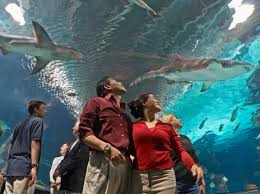 Explore This One Of A Kind Aquarium In Kentucky The Whole Family Will Love Kentucky Vacation Newport Aquarium Kentucky Travel