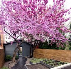 Garden Design Ideas The 10 Best Trees For Small Gardens Small Gardens Small Garden Landscape Small Garden Images