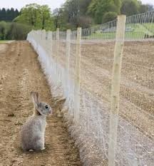 Rabbit Proof Garden Fencing Lovetoknow Animal Proof Garden Garden Fencing Fenced Vegetable Garden