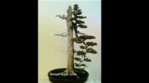 Bonsai Tegak Lurus Yang Sudah Terbentuk Dengan Sempurna Dan Bagus Youtube