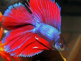 Double tail betta fish have two tails and two caudal fins that look like a flower. Halfmoon Double Tail Betta Betta Fish Types Betta Siamese Fighting Fish