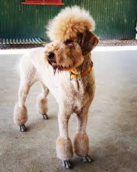 Beli aneka produk di toko poodle doodle secara online sekarang. Pin On Charlie