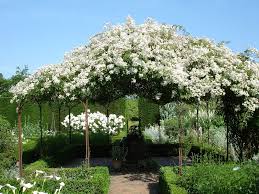 Sissinghurst White Garden Rosa Mulliganii White Gardens Garden English Garden