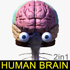 Pin By Top 3d Models On Insanity Artwork Single In 2020 Human Brain Brain Models Brain