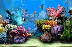 Top 10 Free Screensavers 2018 For Windows 10 Underwater Wallpaper Moving Wallpapers Aquarium Live Wallpaper