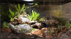 Has Anyone Else Here Experimented With An Arid Bioactive Setup Yet My Leopard Gecko Loves Hers Reptiles Leopard Gecko Leopard Gecko Tank Gecko Terrarium