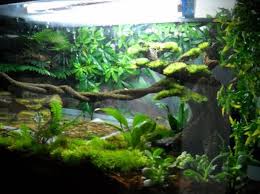 How Pretty Vivarium Gecko Vivarium Crested Gecko Vivarium