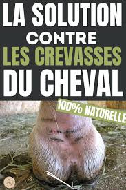 Epingle Sur Blogueurs Equestre