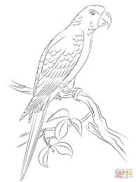 Jamaican Red Macaw Super Coloring Bird Coloring Pages Turkey Coloring Pages Free Coloring Pages