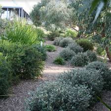 Australia Day 2018 Open Garden Australia Day Front Yard Garden