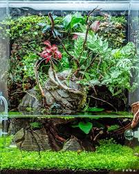 Paludarium Planted Aquarium Betta Aquarium Tropical Aquarium