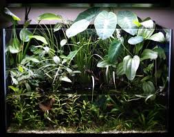 Pin On Aquariums