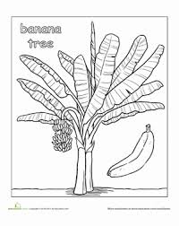 Banana Tree Worksheet Education Com Tree Coloring Page Banana Tree Fruit Coloring Pages