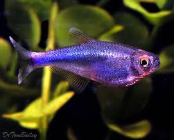 Blue King Tetra Blue King Tetra Fish Petfish Aquarium Aquariums Freshwater Freshwaterfish Featureditem Aquarium Fish Freshwater Fish Tetra Fish
