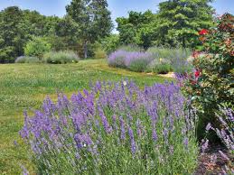 Blooming Hill Lavender Farm Purcellville Va Top Tips Before You Go Tripadvisor Lavender Farm Trip Advisor Chincoteague Island