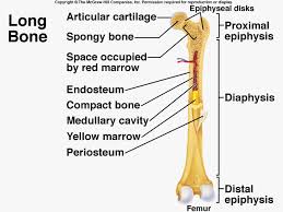 All bones of the limbs except for the wrist and ankle within the middle of the diaphysis of the long bone there is a large cavity called the marrow or the ethmoid bone is another irregularly shaped bone that lies anterior to the sphenoid bone in the floor of. Skeletal System Human Body Anatomy Human Anatomy And Physiology Human Body Teaching