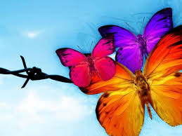 73 Butterfly Hd Wallpaper On Wallpapersafari Purple wallpapers and hd backgrounds purple wallpapers and purple backgrounds for your download neon butterfly lwp 15 by scarlette apps for android. butterfly hd wallpaper on wallpapersafari