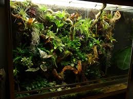 Living Terrarium P Vittatus D Leucomelas R Verntrimaculata And P Klemmeri Terrarium Diy Terrariums Kits Terrarium