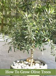 How To Grow Olive Trees Growing Olive Trees Olive Trees Landscape Potted Trees