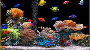 44 Free Desktop Wallpaper Windows 10 On Wallpapersafari Uhd Wallpaper Fish Wallpaper Free Desktop Wallpaper