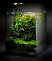 Nano Paludarim 10l Aquascape Aquascape Aquarium Nature Aquarium