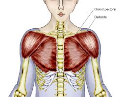 This muscular system chart shows in detail the deep layers of muscle on the back side of your body. Diagram Female Chest Diagram Full Version Hd Quality Chest Diagram Diagramprint Argiso It