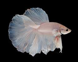 The delta tail betta is one of the more unusual varieties of this popular species of aquarium fish. Betta Fish Tail Types Japanesefightingfish Org